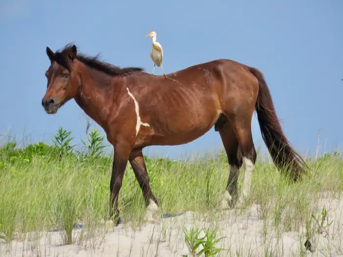 Assateague Island National Seashore — Oceanside Campground — photo 1