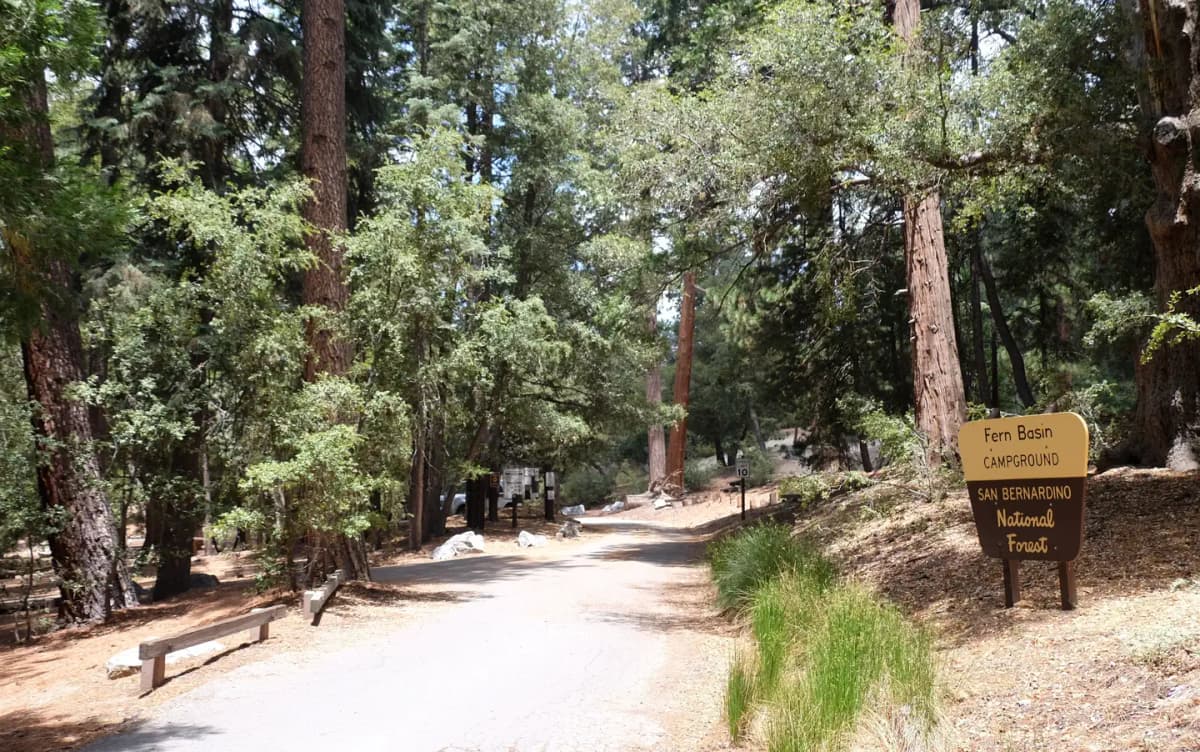 Fern Basin — photo 1