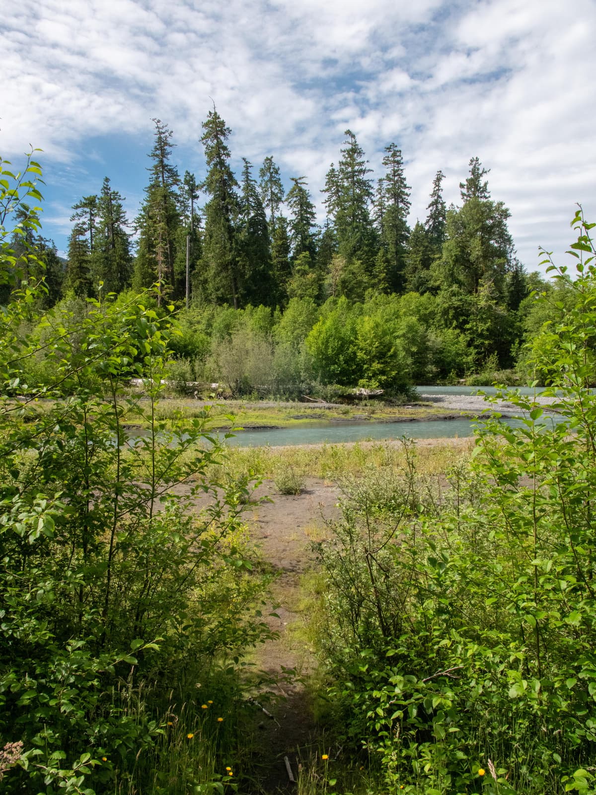 Hoh Rainforest Campground — photo 1
