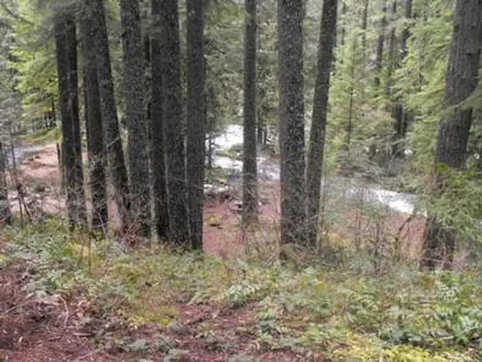 Olallie On Mckenzie Highway - Willamette (Or) — photo 1