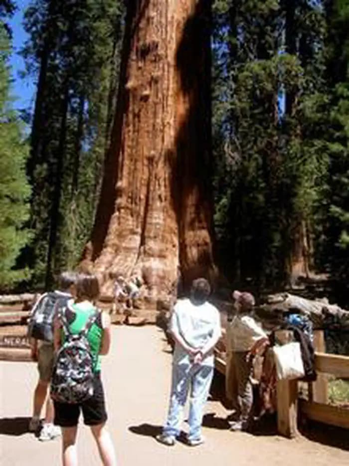 Lodgepole Campground-Sequoia And Kings Canyon National Park — photo 1