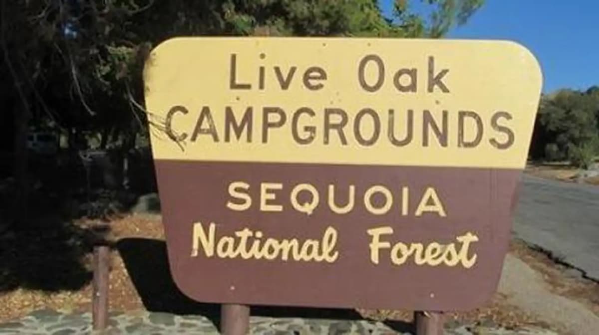 Live Oak — photo 1