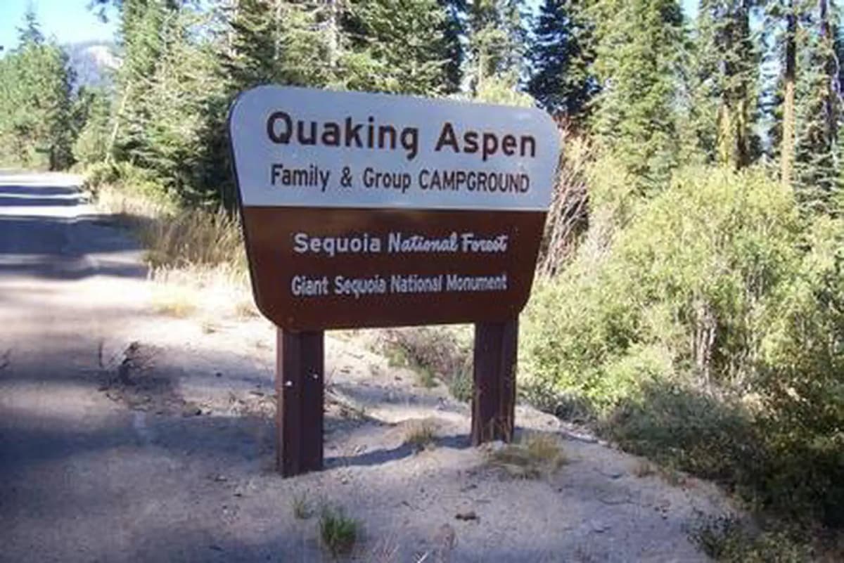Quaking Aspen — photo 1