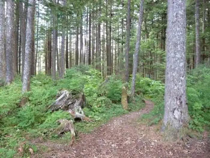 Big Shaheen Cabin — photo 1