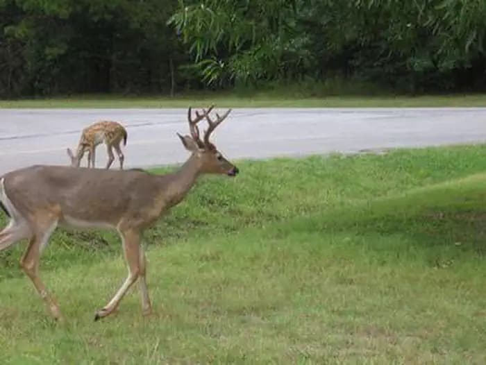 Indian Creek Campground (Ar) — photo 1