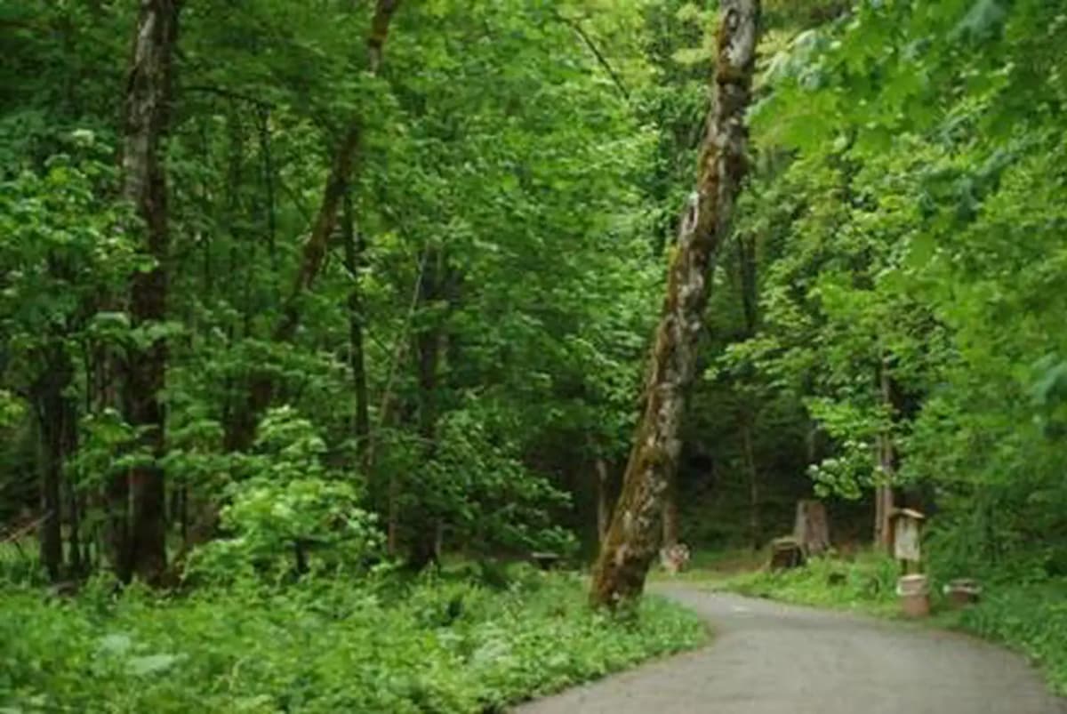 Blue Lake Creek Campground - Gifford Pinchot Nf (Wa) — photo 1