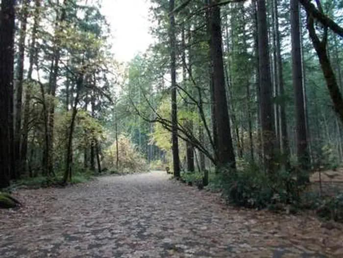 Bogus Creek Campground — photo 1