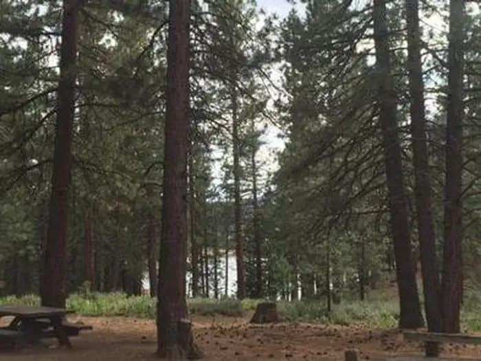 Grizzly — photo 1