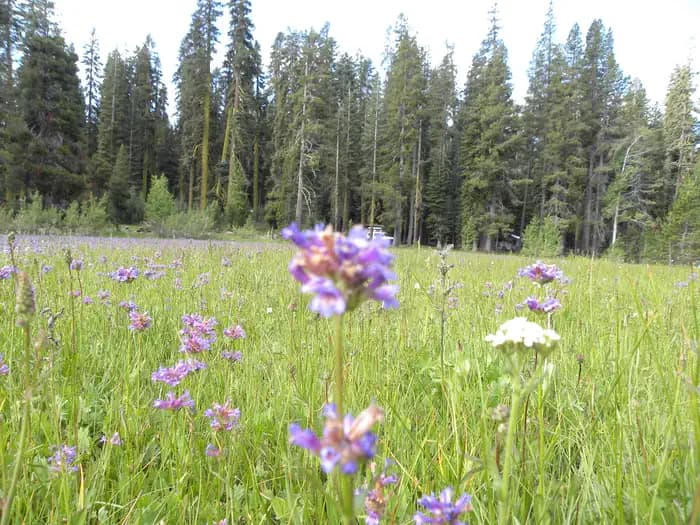 Yuba Pass Campground — photo 1