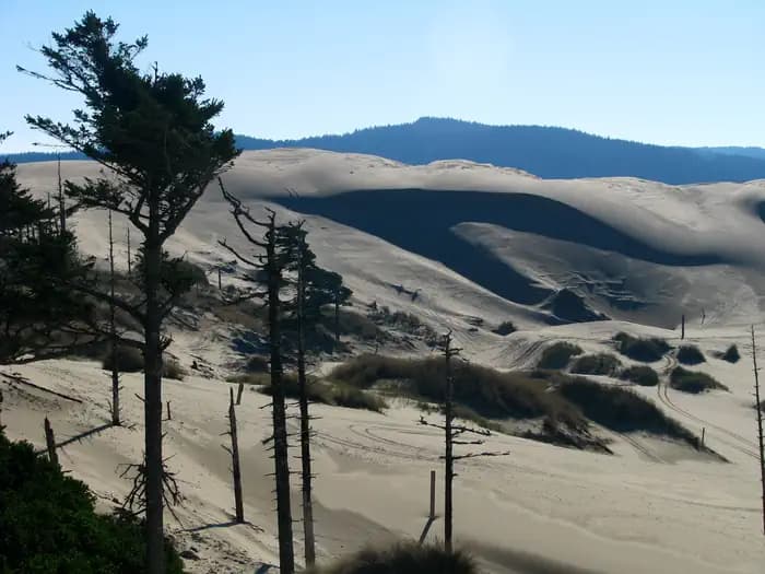 Siltcoos Sand Camping — photo 1