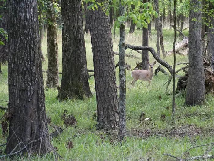 Tompkins Bend — photo 1