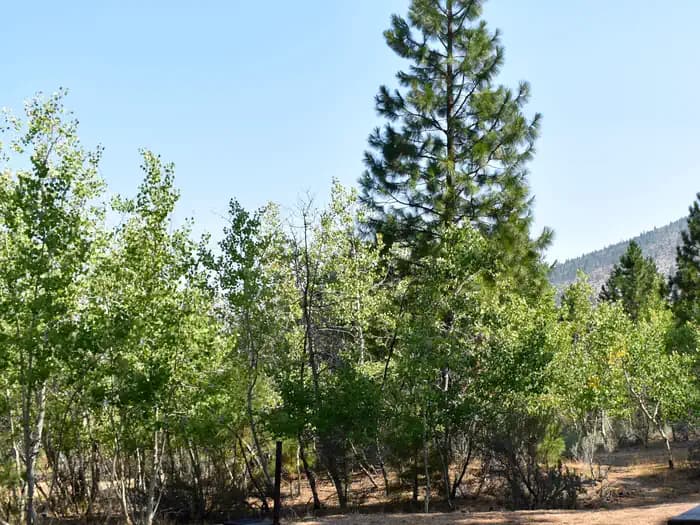 Aspen Grove Campground (Ca) — photo 1