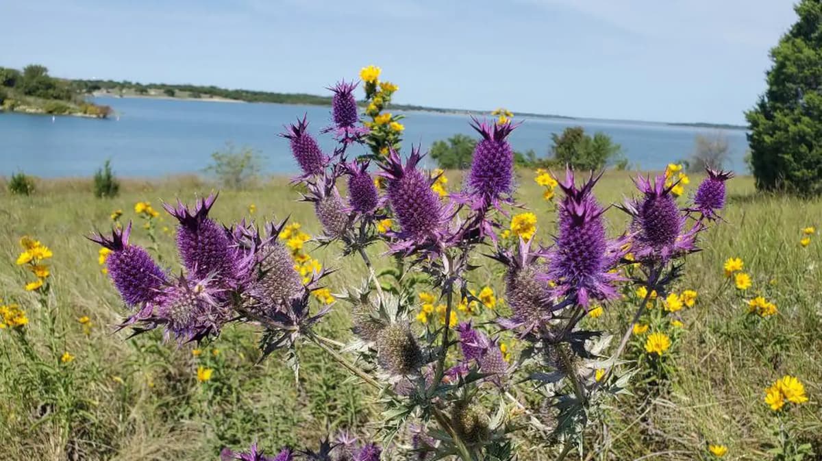 East Fork (Tx) — photo 1