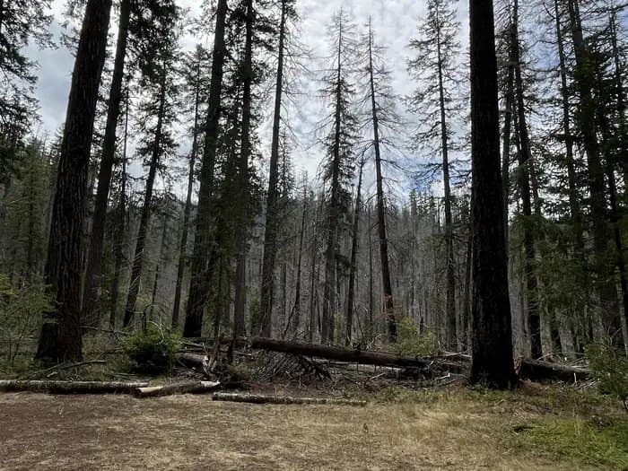 Humbug Campground — photo 1