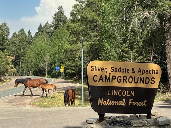 Saddle (Nm) — photo 1