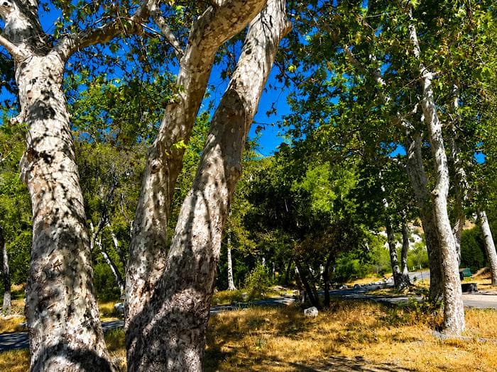 Monte Cristo Campground — photo 1